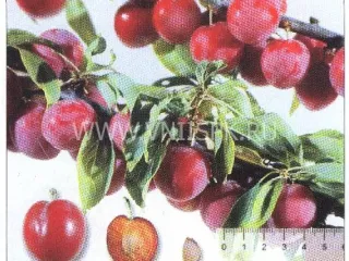 Сорт алычи Сигма