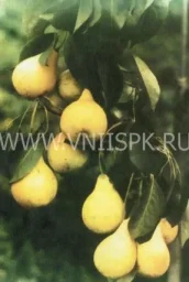 Сорт груши Июльская Ранняя 0