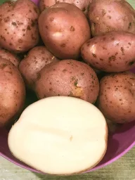 Сорт картофеля Фламинго 0