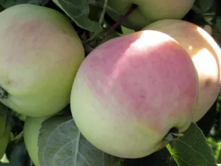 Сорт яблони Северная Зорька