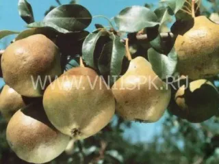 Сорт груши Любимица Яковлева