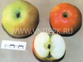 Сорт яблони Бузовьязовское