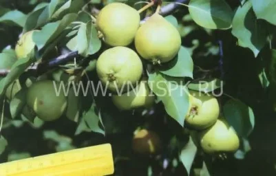 Сорт груши Тихоновка 0