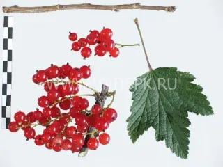 Сорт смородины красной Голландская Красная (Hollandische Rote, Prins Albert)