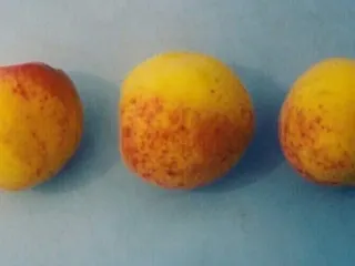 Сорт абрикоса Любимый