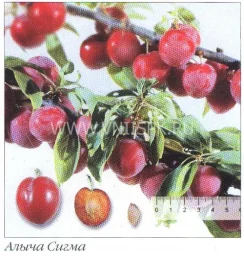 Сорт алычи Сигма 0