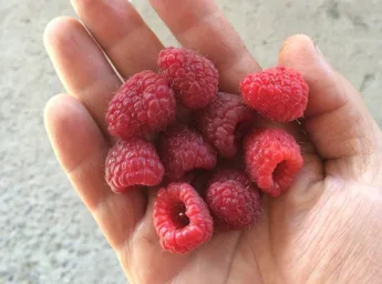 Сорт малины Бабье лето 3