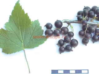 Сорт смородины черной Измайловская