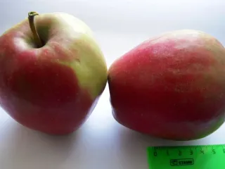 Сорт яблони Орфей