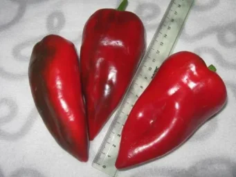 Сорт перца&nbsp;Болгарец 0