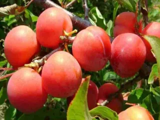 Сорт сливы китайской Лакомка (Слива Китайская)