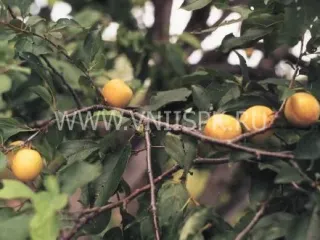Сорт сливы китайской Светлана Приморская