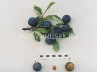 Сорт сливы домашней Теньковская Синяя