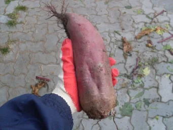 Сорт свеклы Цилиндра 0