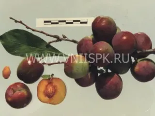 Сорт сливы китайской Орловский Сувенир