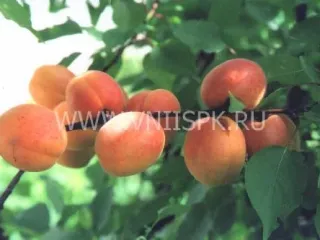 Сорт абрикоса Айсберг
