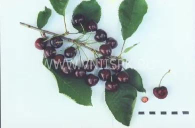 Сорт черешни Оленька (Черешня) 0