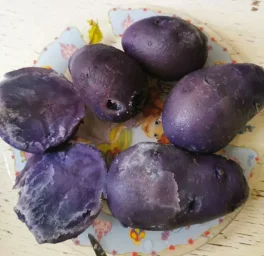 Сорт картофеля Гурман 1