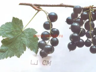 Сорт смородины черной Севчанка