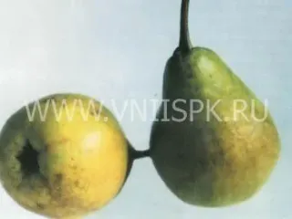 Сорт груши Янтарная