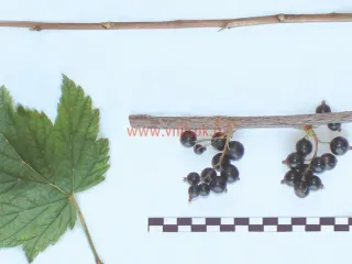 Сорт смородины черной Белорусская Сладкая