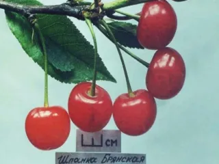Сорт вишни Шпанка Брянская