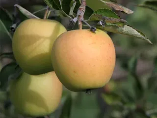 Сорт яблони Голден делишес