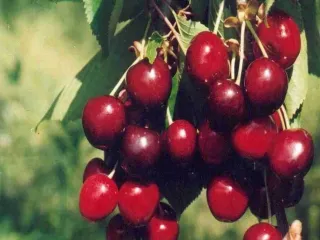 Сорт черешни Призерка