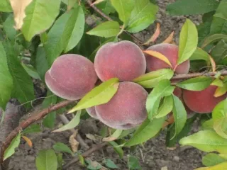 Сорт персика Памяти Бабенкова