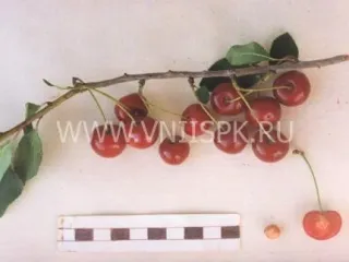 Сорт вишни Труженица Татарии