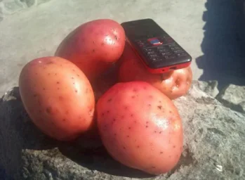 Сорт картофеля Ароза 1