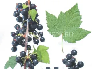 Сорт смородины черной Очарование (Смородина)