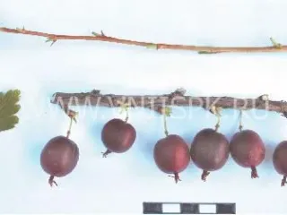 Сорт крыжовника Очарование