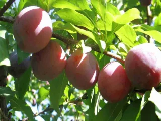 Сорт сливы китайской Красивая Веча