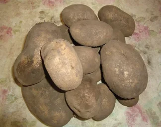 Сорт картофеля Удача 2