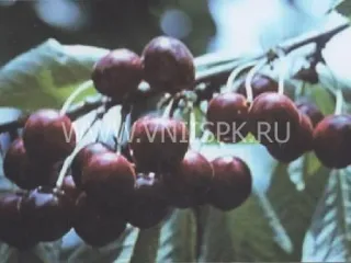 Сорт черешни Нальчанка