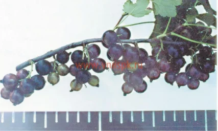 Сорт смородины черной Гайхал 0