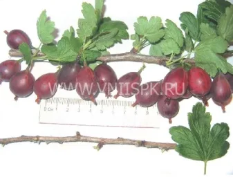 Сорт крыжовника Серенада 0