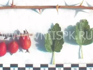 Сорт крыжовника Радужный