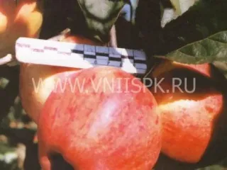 Сорт яблони Персиковое