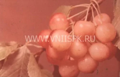 Сорт черешни Росинка 0