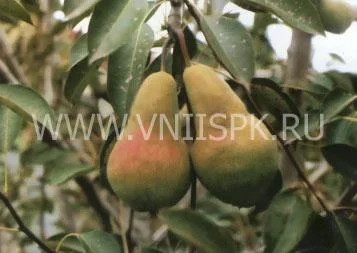 Сорт груши Кавказ 0