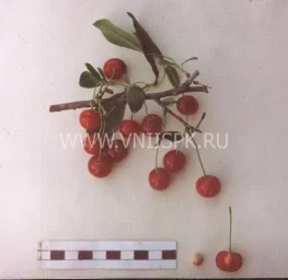 Сорт вишни Нижнекамская 0