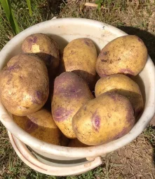Сорт картофеля Иван да Шура 3