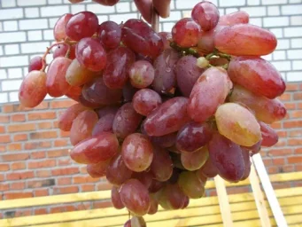 Сорт винограда Юлиан 0