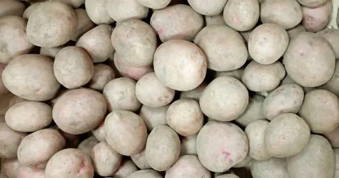Сорт картофеля Легенда 0