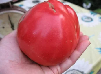 Сорт томата Севрюга 0
