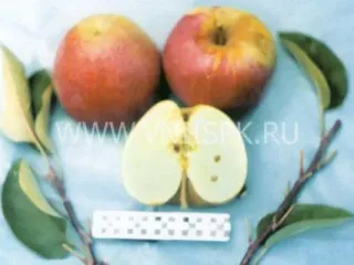 Сорт яблони Киддс Оранж Ред