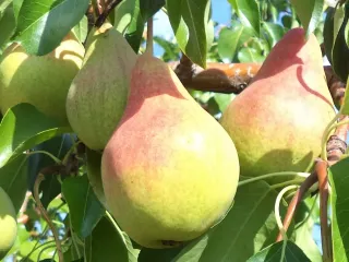 Сорт груши Скромница