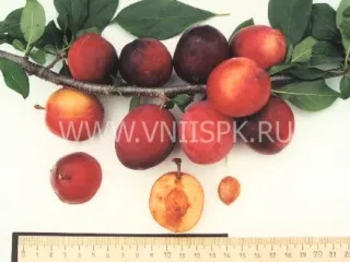 Сорт сливы китайской Подарок Приморью